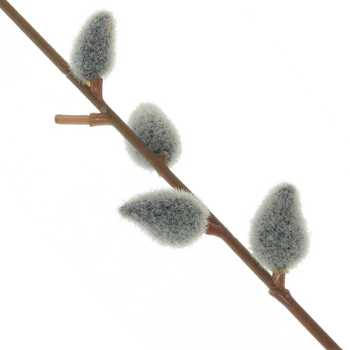 Верба на вербное воскресенье. С вербным воскресеньем. Девушка с вербой. Веточка вербы. Веточка вербы от искусственного интеллекта.